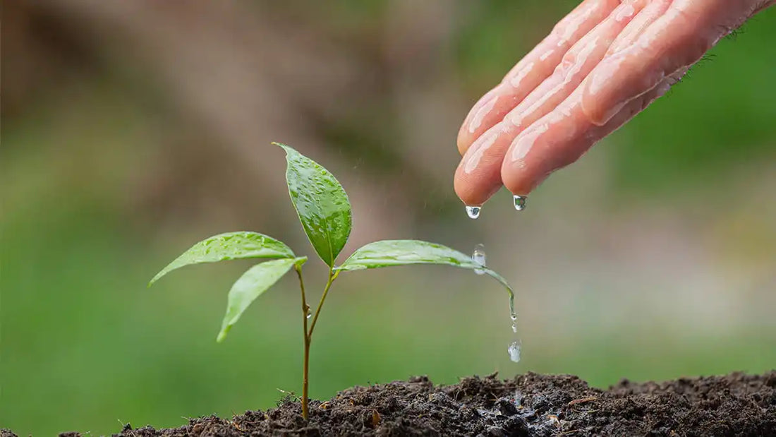 Relația Frumusețe – Natură