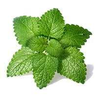 Frunze de salvie officinalis